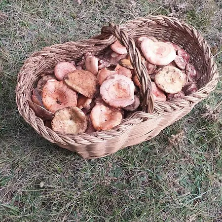 Lejlighed Casa Pureza